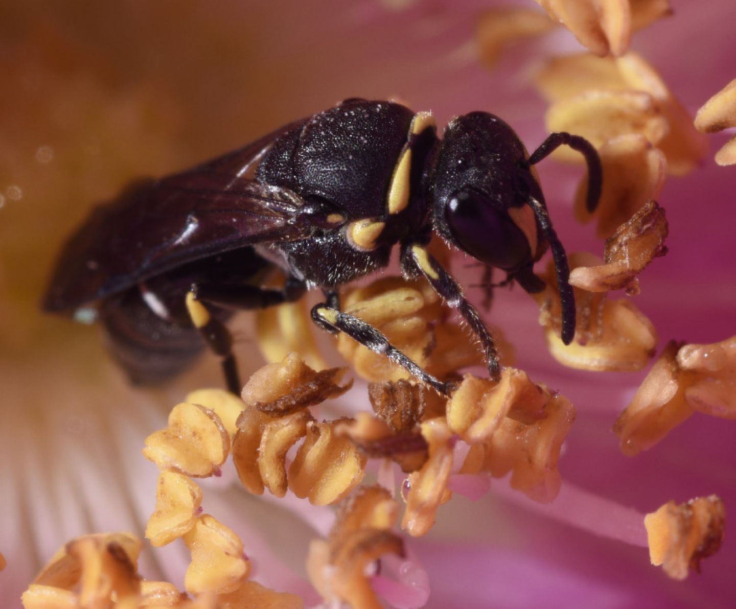 Apidae Colletinae: Hylaeus sp, femmina